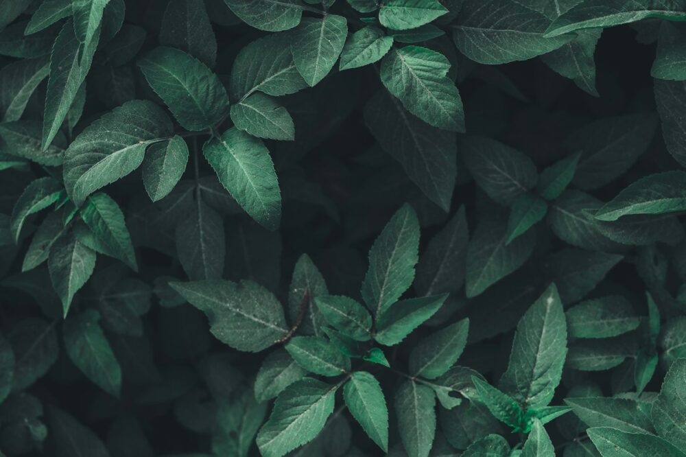 biophilic nature design